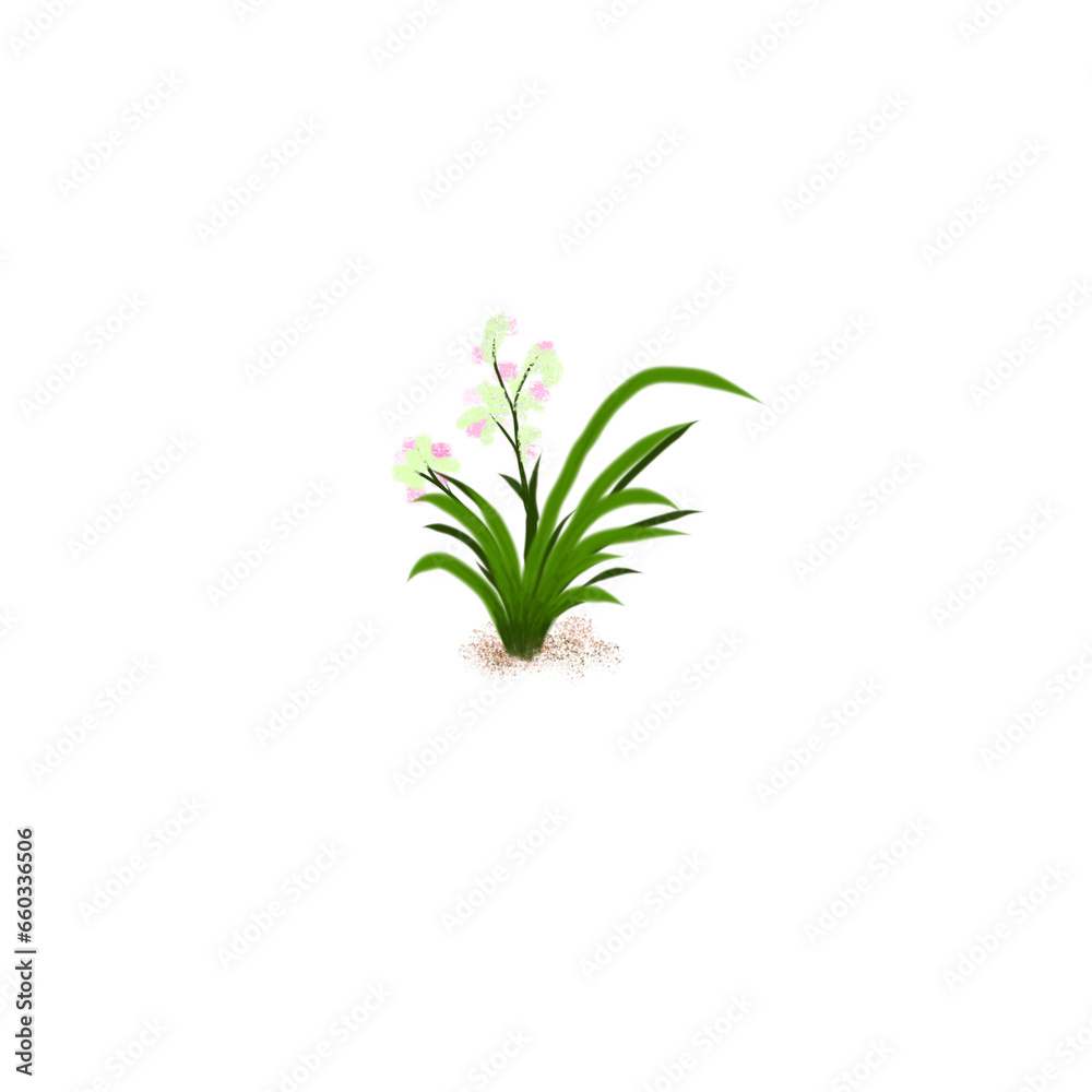 Grass flowers isolated on white background