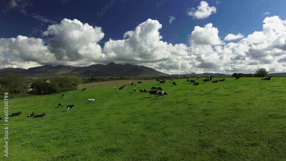 Aerial drone shot of cows walking on farmland, landscapes, and mountains in Ireland. Aerial drone shot of cows walking on farmland, landscapes, and mountains in Ireland.