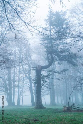 Wald im Nebel