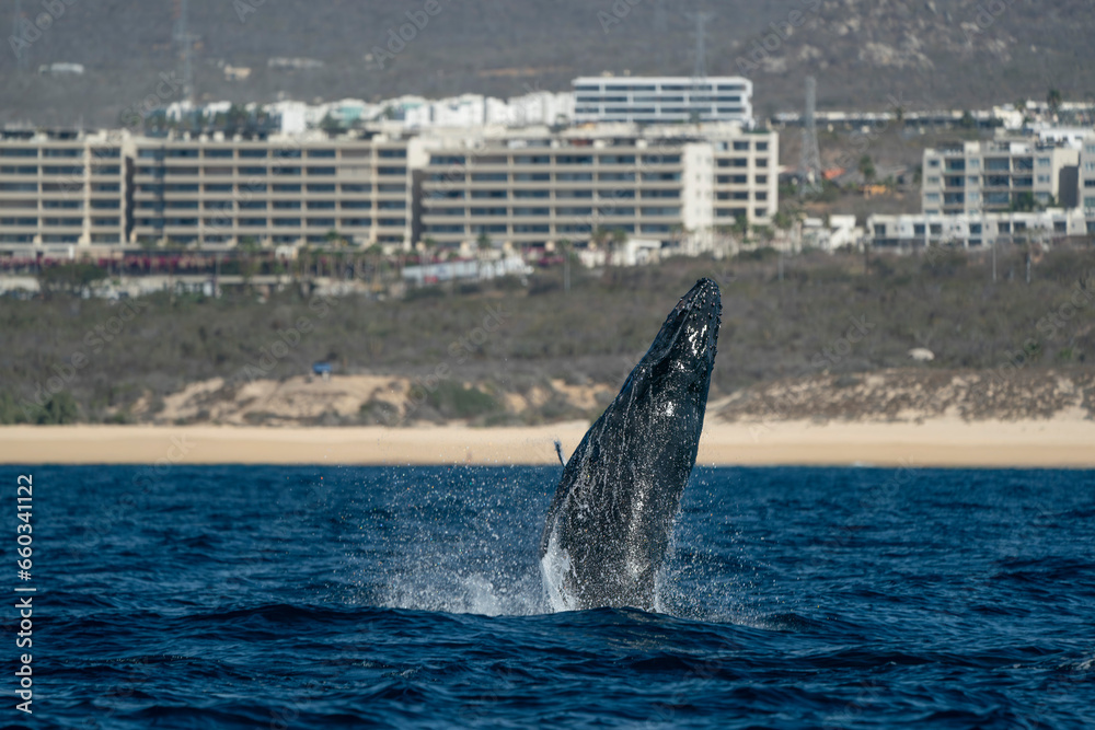 Fototapeta premium humpback whale breaching in cabo san lucas baja california sur mexico pacific ocean