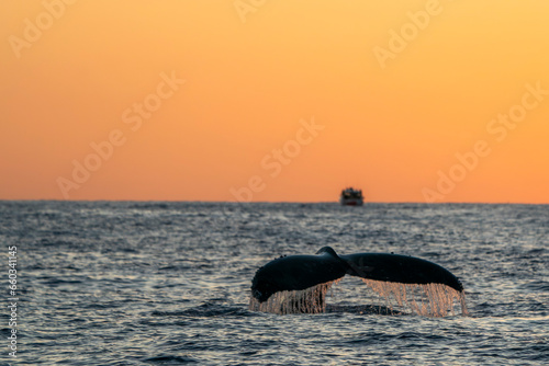 humpback whale tail while diving at sunset in cabo san lucas baja california sur mexico pacific ocean © Izanbar photos
