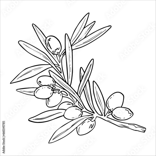 Fototapeta Naklejka Na Ścianę i Meble -  Hand drawn graphic, vector, ripe olives, olive branch and leaves. Organic food. Separate design elements for packaging and paper, product.