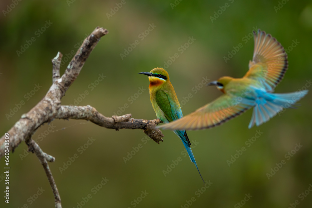 Obraz premium The Asian green bee-eater, also known as the little green bee-eater and green bee-eater in Sri Lanka, is a passerine bird in the bee-eater family.