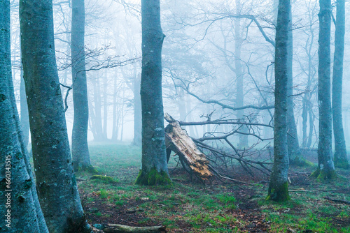 Wald im Nebel