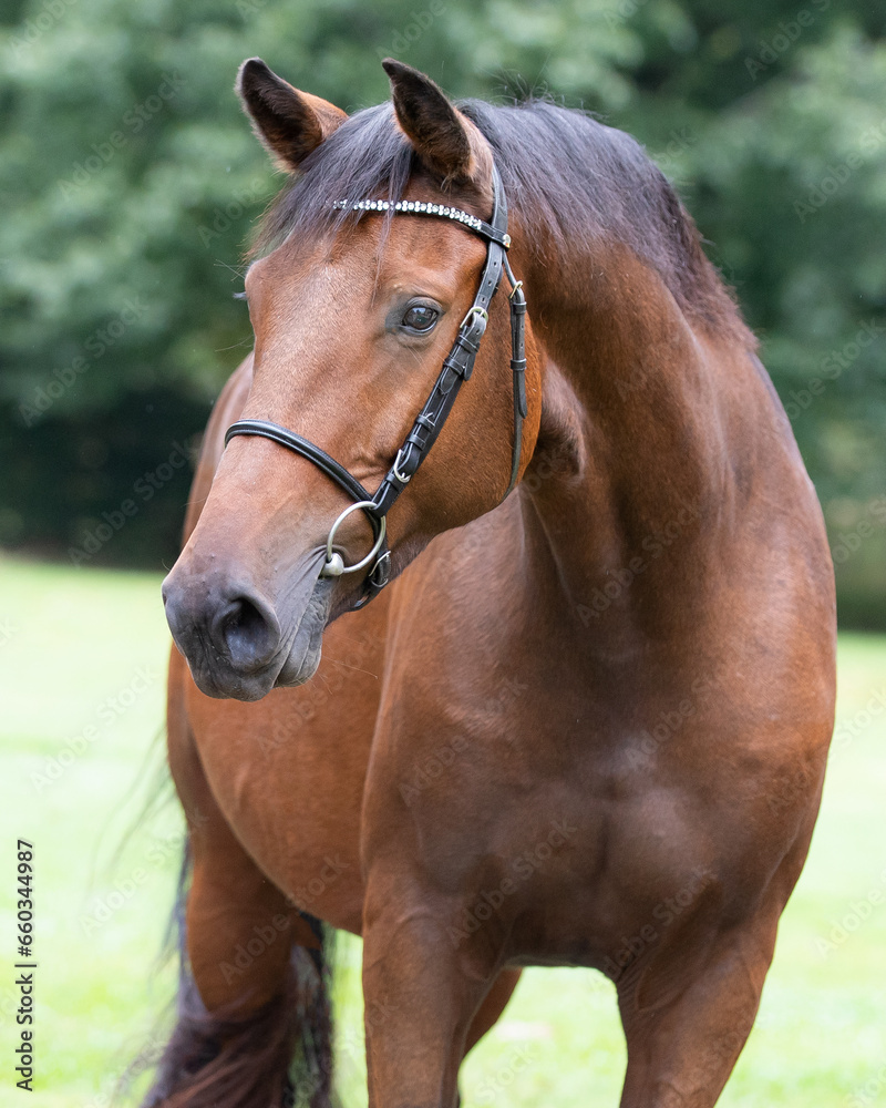 Obraz premium equine horse portrait photograph 