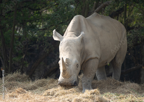 rhino in the wild