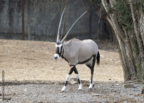 antelope in the zoo
