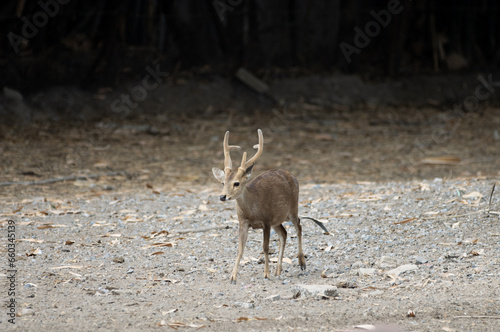 white deer