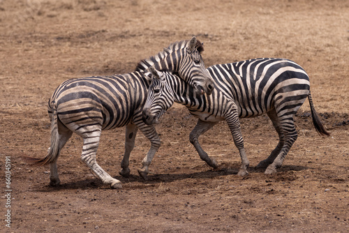 zebra in the wild