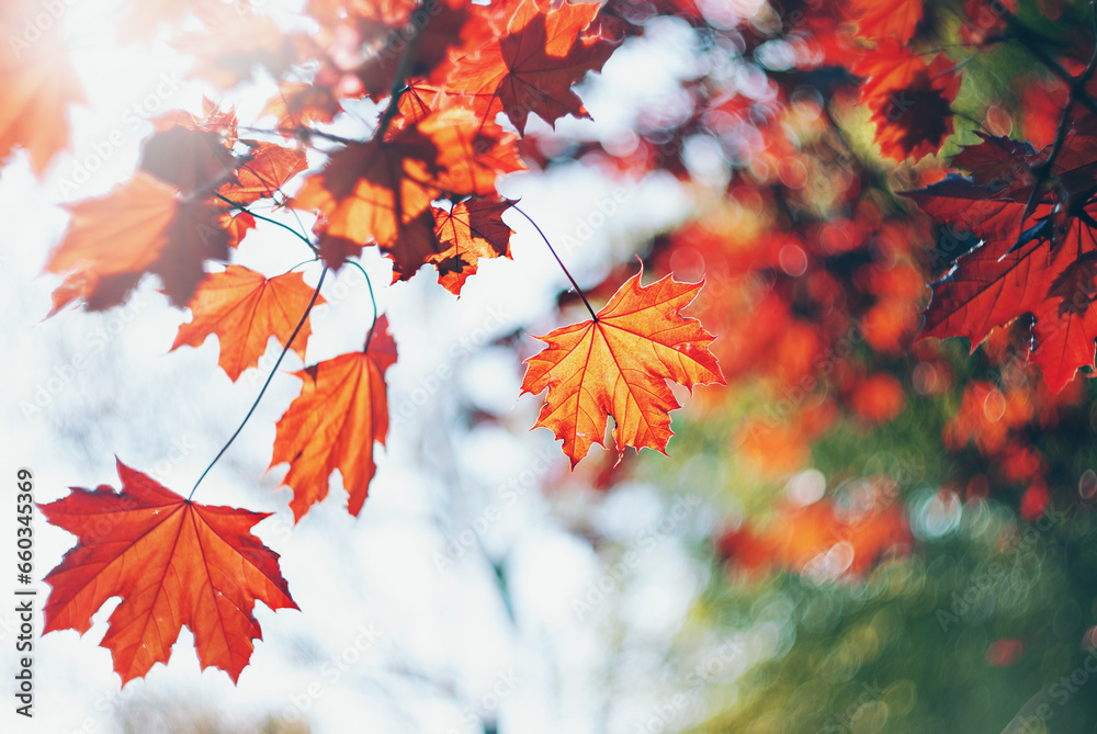 Maple leaves on a tree