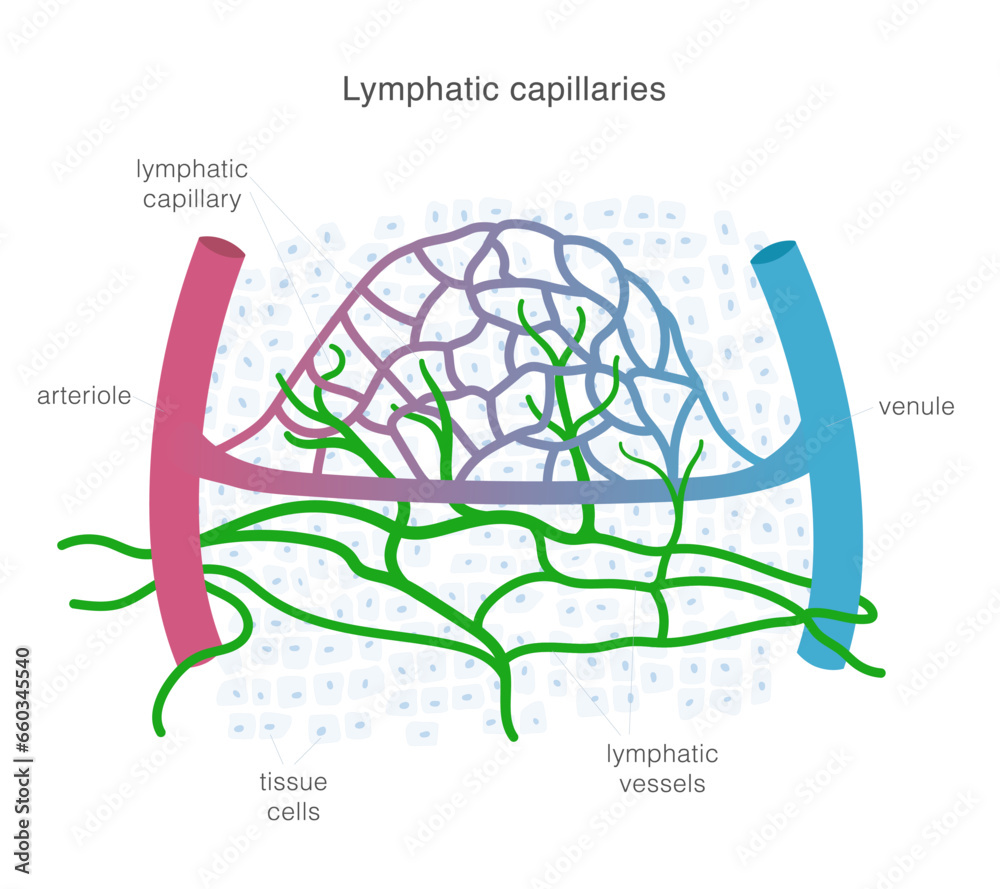 Lymphatic system of capillaries and vessels in complex with blood vessels. Lymph circulation