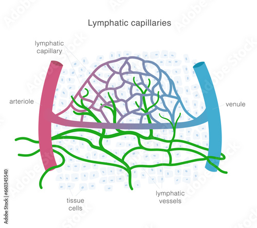 Lymphatic system of capillaries and vessels in complex with blood vessels. Lymph circulation scientific illustration.