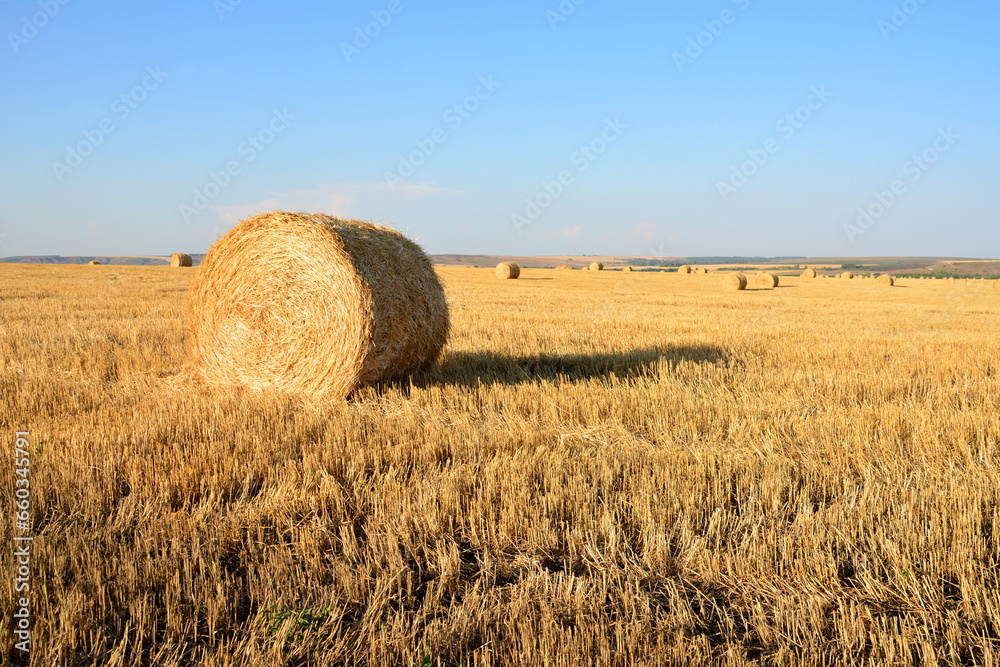 round bales of hay isolated on the field in sunset 