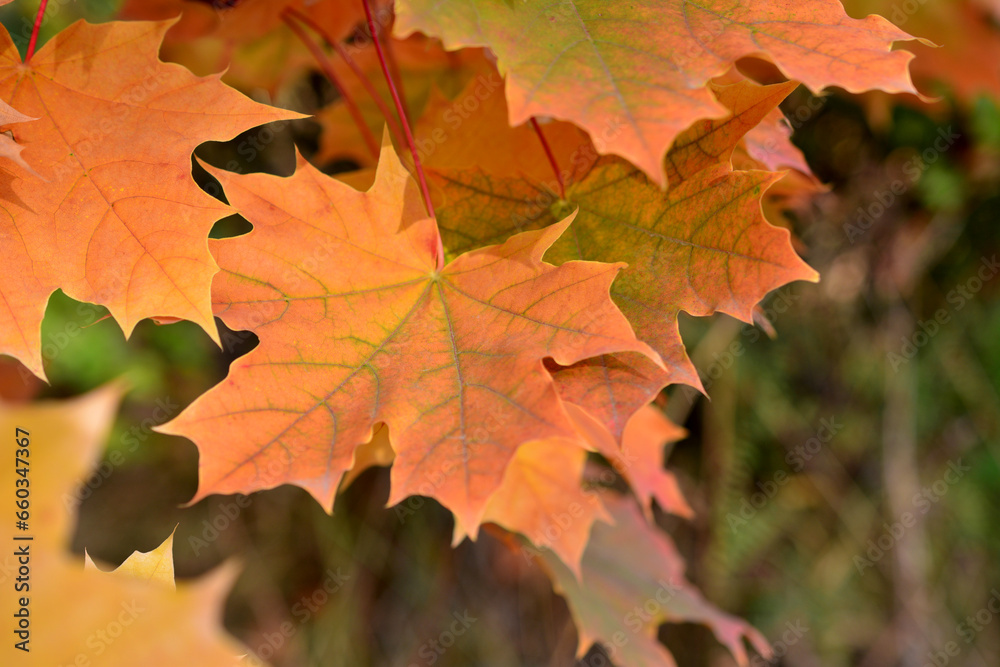 red and orange maple leaves on the branch on the tree close up