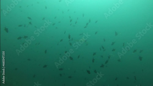  swarm of triggerfish in the maldives with shark appearing after., black tip reef shark appears, school of fish dissapear, sea life, horizontal orientation photo