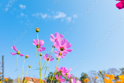 Cosmos flowers are blooming in garden with bright sky.
