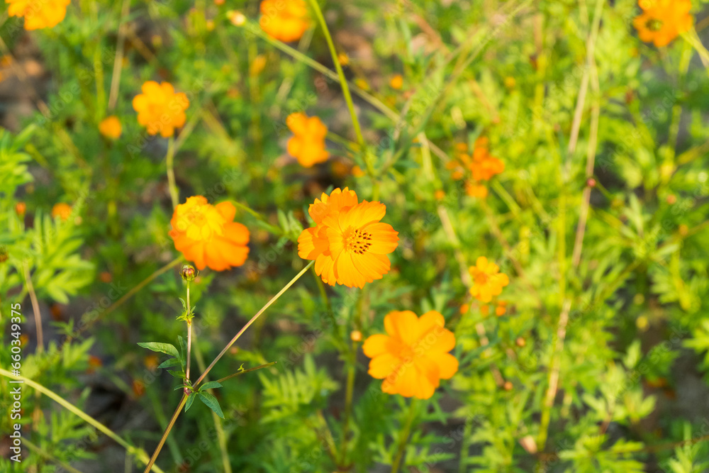 Yellow cosmos flower field near lake with bright sky.. Yellow cosmos flower field near lake with bright sky..
