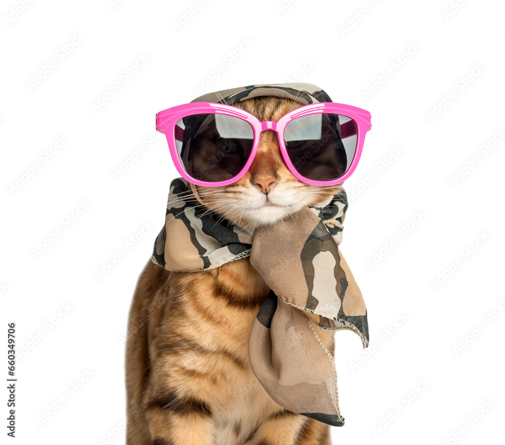 Fashionable cat in funny glasses and a scarf.
