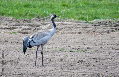 grey crowned crane