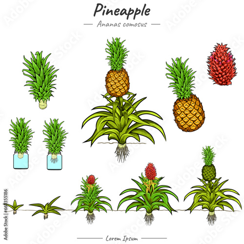 Pineapple Ananas comosus illustrations set