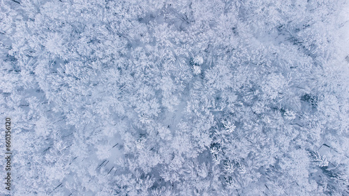 Winter nature forest landscape. Aerial top down view of mixed snow covered trees. Winter background. 