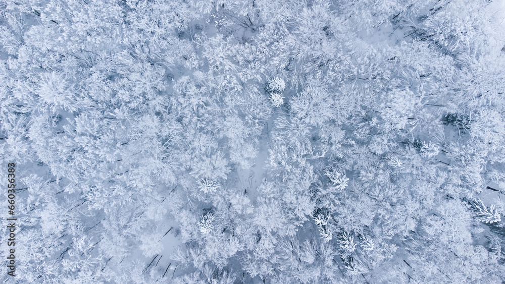 Winter forest snow Norway pine trees landscape drone