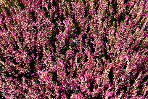 Scotch heather texture. Calluna vulgaris background. Floral pattern. Beautiful violet color flowers. Scottish heather backdrop.