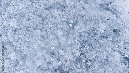 Winter forest snow Norway pine trees landscape drone © Ivan