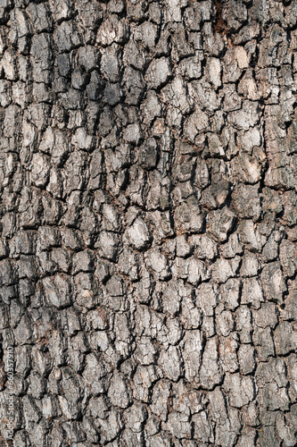 brown texture of tree bark macro close-up