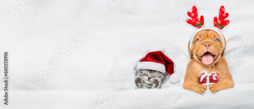 Happy mastiff puppy dressed like santa claus reindeer Rudolf holding gift box and lying with cozy kitten under white blanket at home. Top down view. Empty space for text