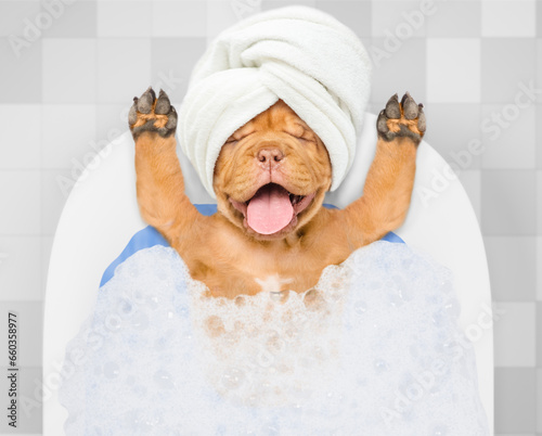 Happy Mastiff puppy with towel on it head takes the bath with foam at home. Top down view