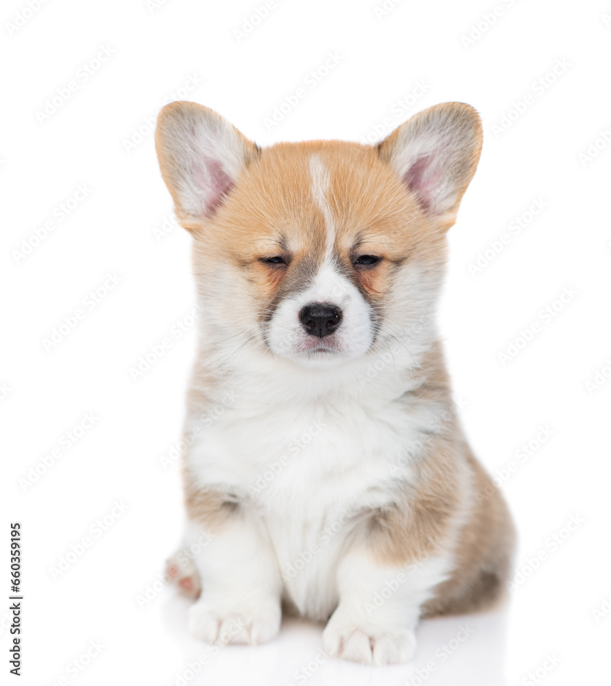 Cute Pembroke welsh corgi puppy  sits in front view and looks at camera. isolated on white background