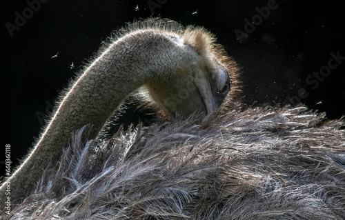 squirrel on a branch