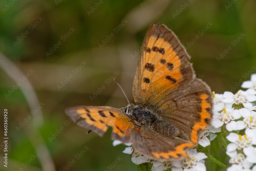 Cuivré commun - Cuivré bronzé - Lycaena phlaeas - lépidoptères Cuivré commun - Cuivré bronzé - Lycaena phlaeas - lépidoptères