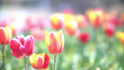 Pink, red, yellow, multi-colored, colorful tulip swaying in wind, flower carpet, spring
