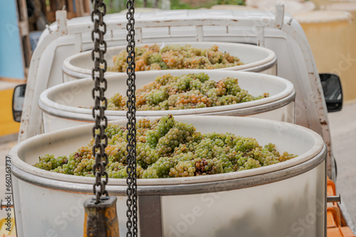 Harvesting grapes in box. White Chasselas grapes and leaf in the vineyard in autumn. photo