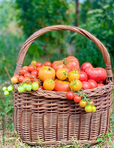 red and yellow ripe tomatoes in a basket. grpwing organic tomatoes