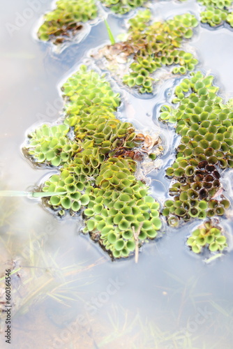 Grail of duckweed in the swamp