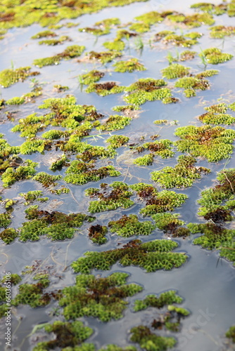 Grail of duckweed in the swamp