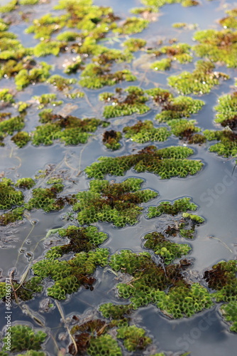 Grail of duckweed in the swamp