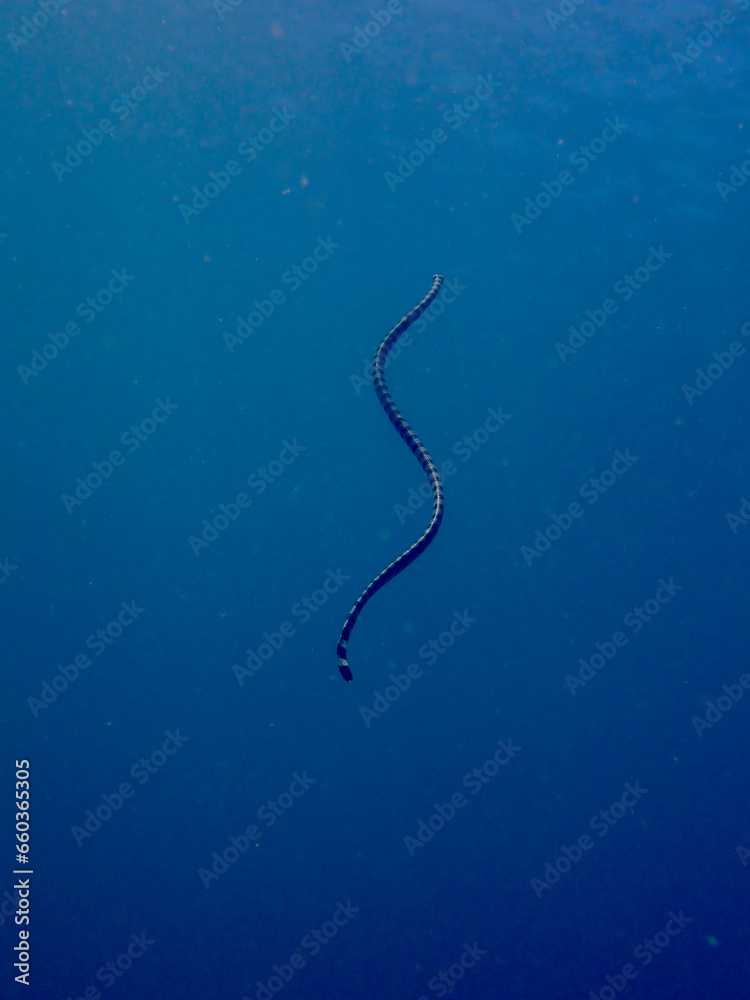 The black-banded sea krait (Laticauda semifasciata), Chinese sea snake, erabu. A sea snake swims to the surface of the sea in the water column. The black-banded sea krait (Laticauda semifasciata), Chinese sea snake, erabu. A sea snake swims to the surface of the sea in the water column.
