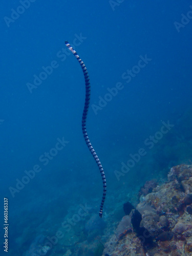 The black-banded sea krait (Laticauda semifasciata), Chinese sea snake, erabu. A sea snake swims to the surface of the sea in the water above a coral reef.