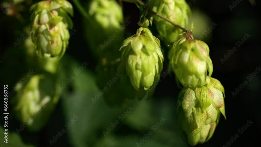 Sunlit hop bush with distinct cones, visually pleasing. Sunlit hop bush with distinct cones, visually pleasing.