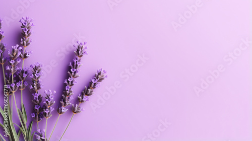 Lavender blossom on purple background top view flat