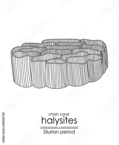 Halysites, a Silurian period chain coral, black and white line art illustration. Ideal for both coloring and educational purposes