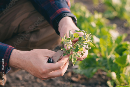 A farmer in a sugar beet field holds a weed sample in his hands. photo