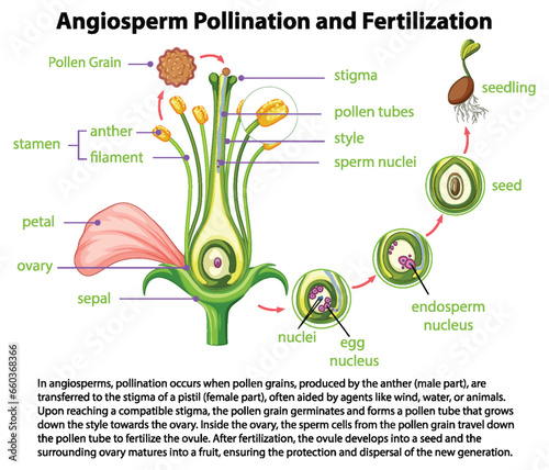 Biology of Angiosperm Pollination and Fertilization Explained