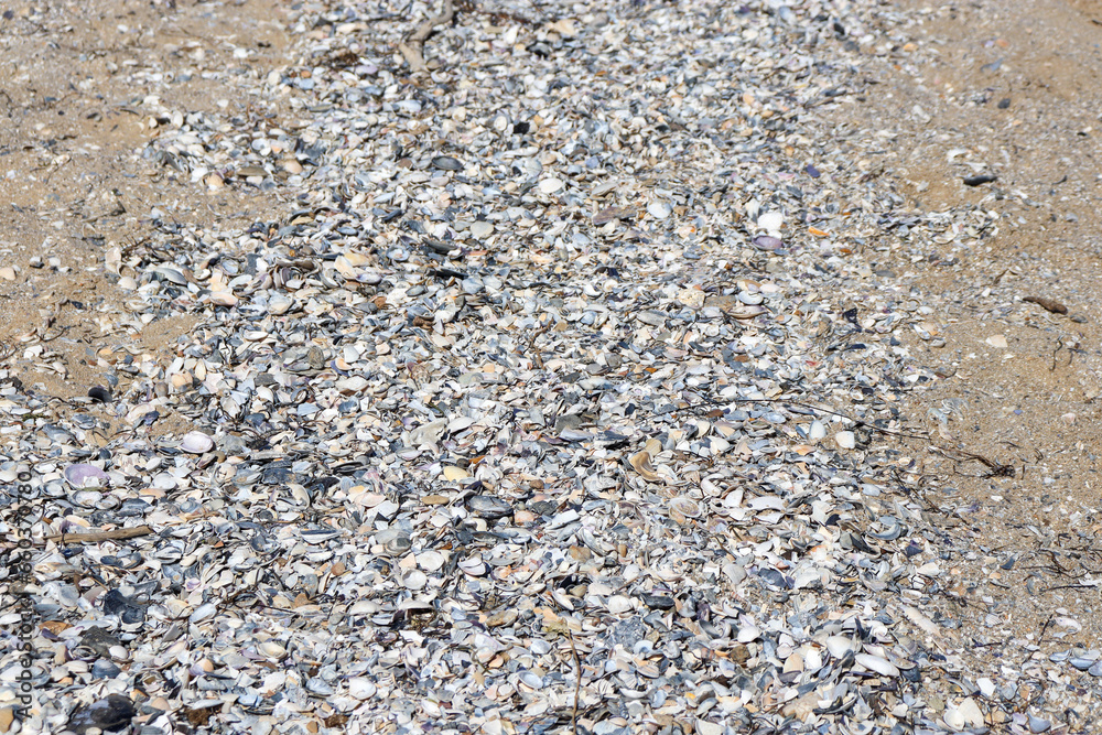 shells on the beach shells on the beach