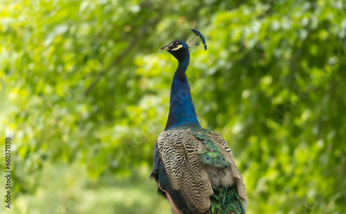 Pavo real con fondo desenfocado