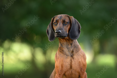 bavarian mountain hound dog portrait outdoors in summer